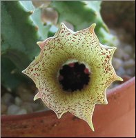 Huernia quinta hybride 1